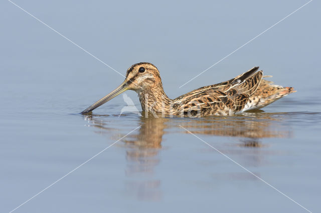 Common Snipe (Gallinago gallinago)