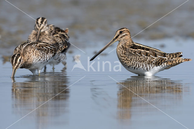 Common Snipe (Gallinago gallinago)