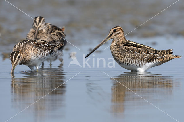 Common Snipe (Gallinago gallinago)