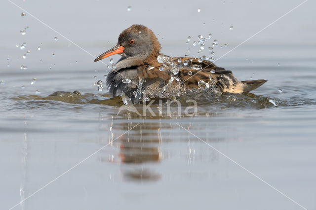 Waterral (Rallus aquaticus)