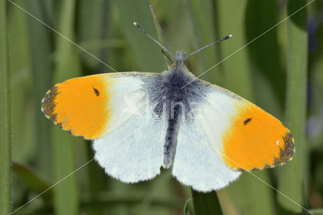 Oranjetipje (Anthocharis cardamines)