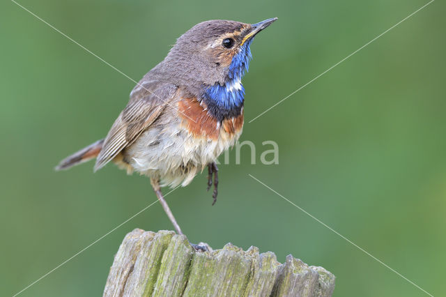 Blauwborst (Luscinia svecica)