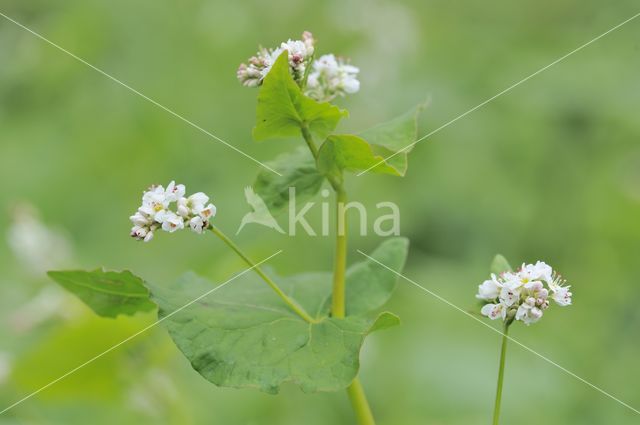 Buckwheat (Fagopyrum esculentum)