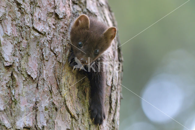 Pine Marten (Martes martes)