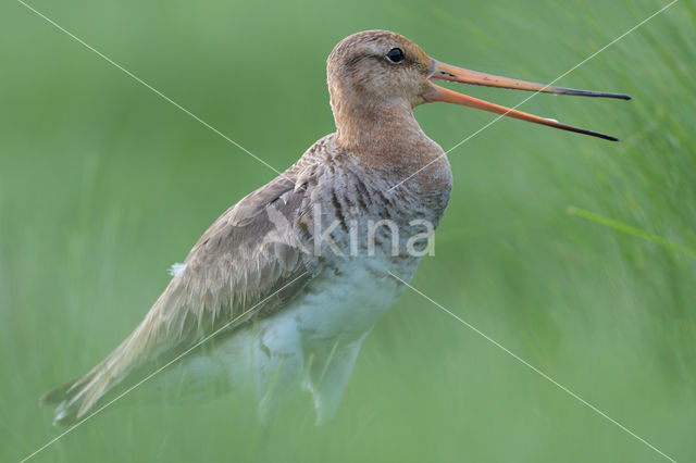 Black-tailed Godwit (Limosa limosa)