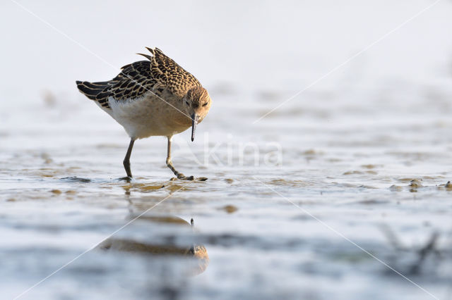 Ruff (Philomachus pugnax)