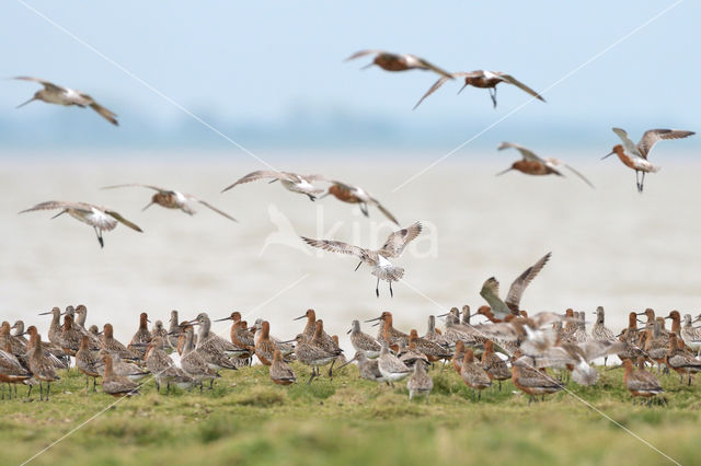 Bar-tailed Godwit (Limosa lapponica)