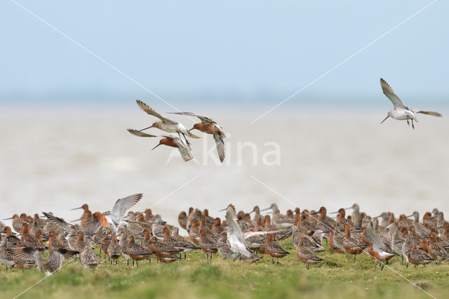 Bar-tailed Godwit (Limosa lapponica)