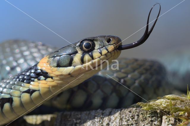 Grass Snake (Natrix natrix)