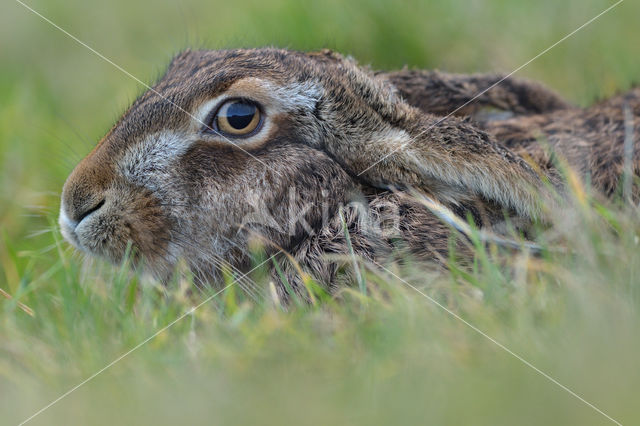 Brown Hare (Lepus europaeus)