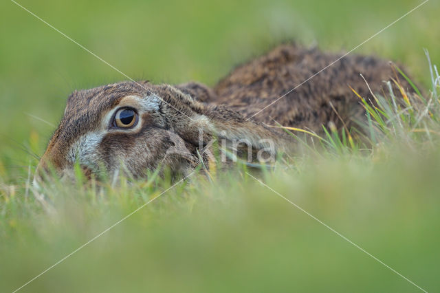 Brown Hare (Lepus europaeus)