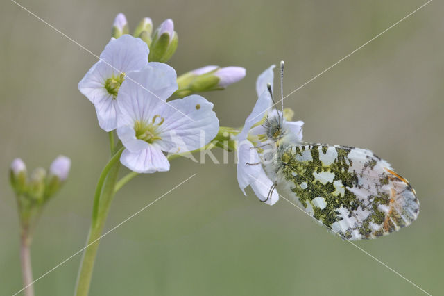 Orange-tip (Anthocharis cardamines)