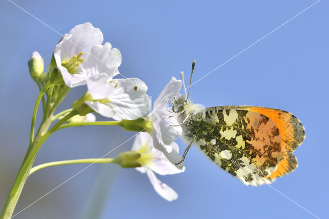 Oranjetipje (Anthocharis cardamines)