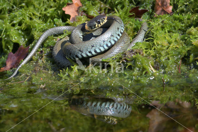 Grass Snake (Natrix natrix)