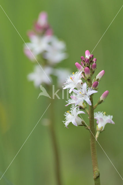 common buckbean (Menyanthes trifoliata)