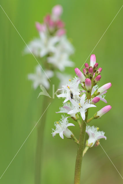 common buckbean (Menyanthes trifoliata)