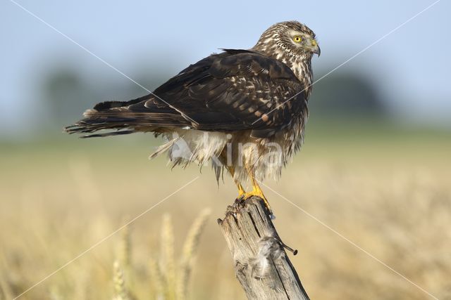 Northern Harrier