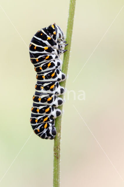 Koninginnepage (Papilio machaon)