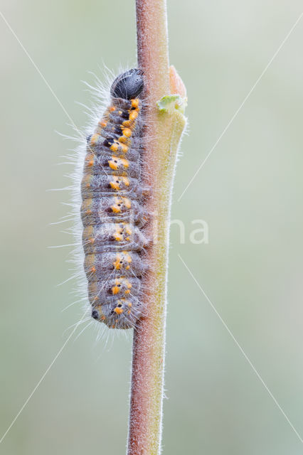 Bruine wapendrager (Clostera curtula)