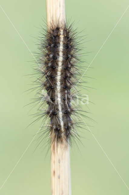 Witte tijger (Spilosoma lubricipeda)