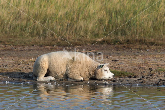 Texelaar schaap (Ovis domesticus)