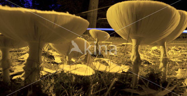 Fly agaric (Amanita muscaria)