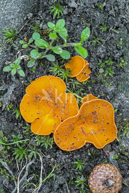 Grote oranje bekerzwam (Aleuria aurantia)