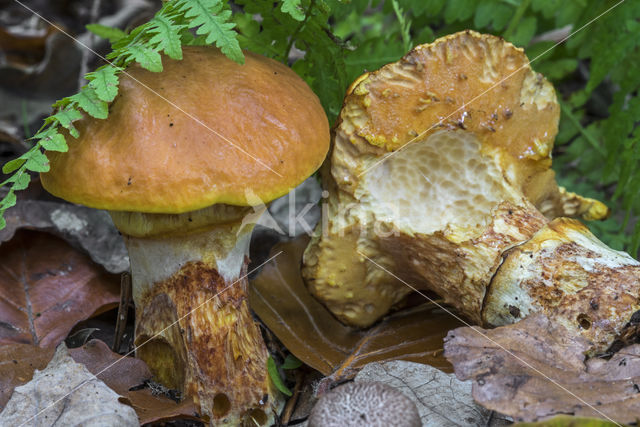 Larch bolete (Suillus grevillei)