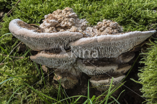 blushing bracket (Daedaleopsis confragosa)