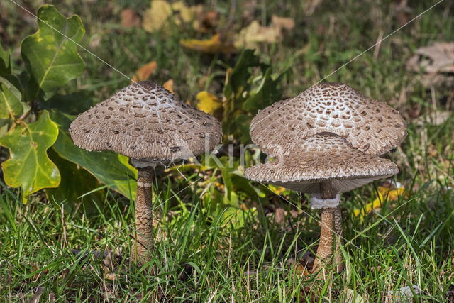 Grote parasolzwam (Macrolepiota procera)