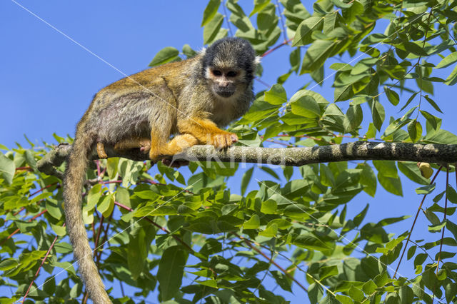 black-capped squirrel monkey (Saimiri boliviensis peruviensis)