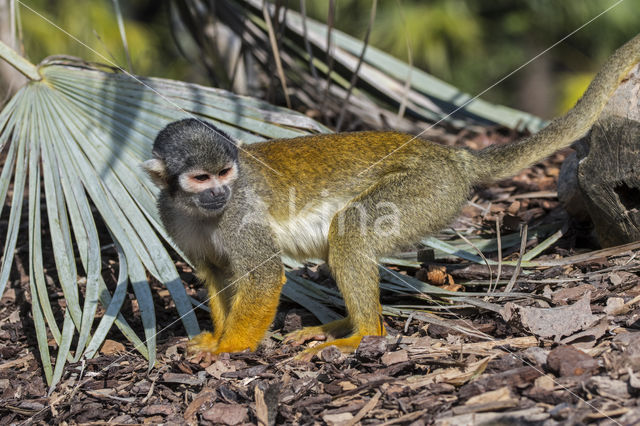 Peruviaans zwartkop doodshoofdaapje (Saimiri boliviensis peruviensis)