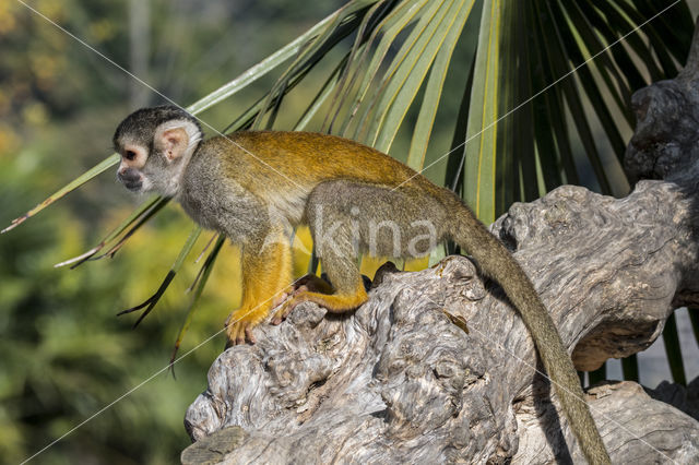 Peruviaans zwartkop doodshoofdaapje (Saimiri boliviensis peruviensis)