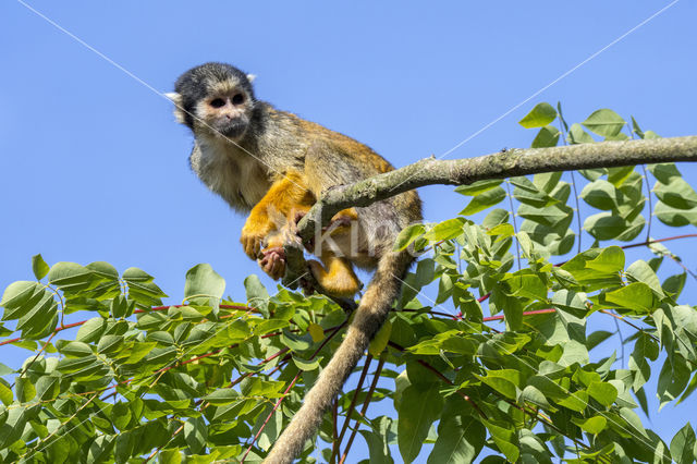 black-capped squirrel monkey (Saimiri boliviensis peruviensis)