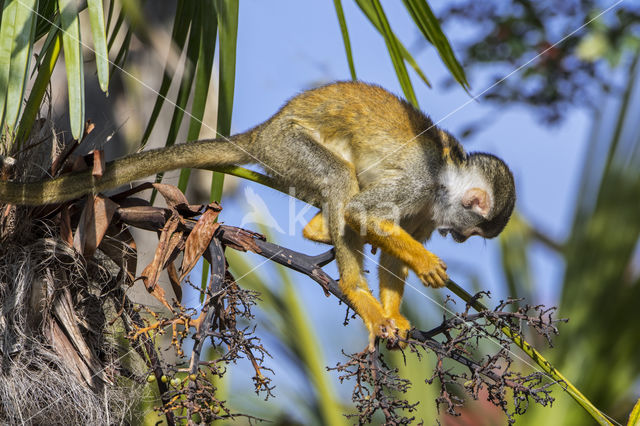 black-capped squirrel monkey (Saimiri boliviensis peruviensis)