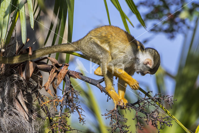 Peruviaans zwartkop doodshoofdaapje (Saimiri boliviensis peruviensis)