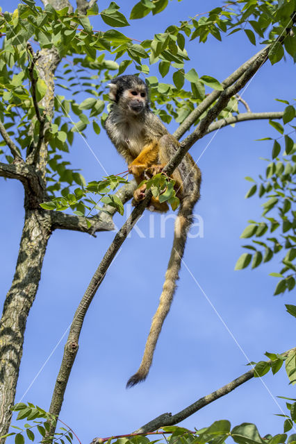 Peruviaans zwartkop doodshoofdaapje (Saimiri boliviensis peruviensis)