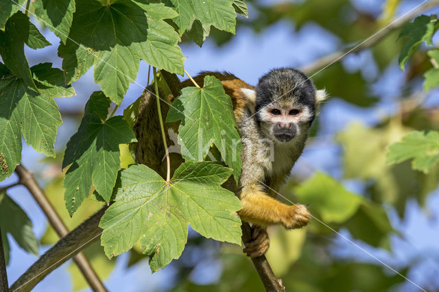 black-capped squirrel monkey (Saimiri boliviensis peruviensis)