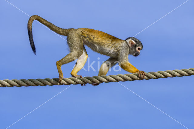 black-capped squirrel monkey (Saimiri boliviensis peruviensis)