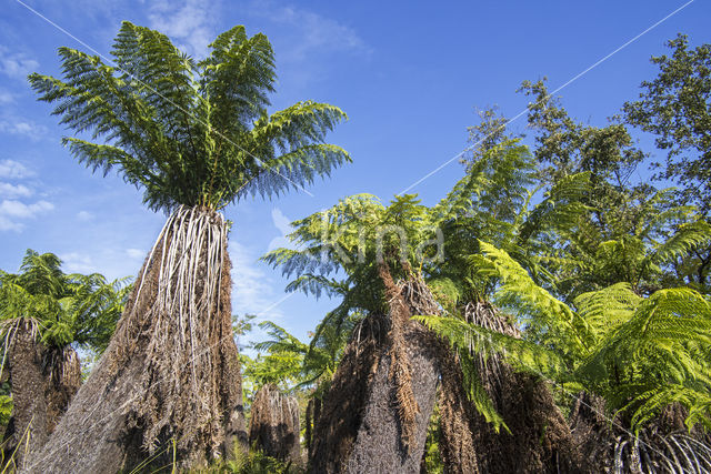 Dicksonia antarctica