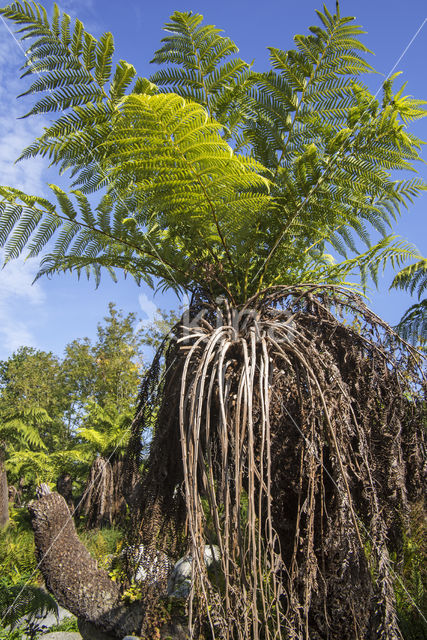 Dicksonia antarctica