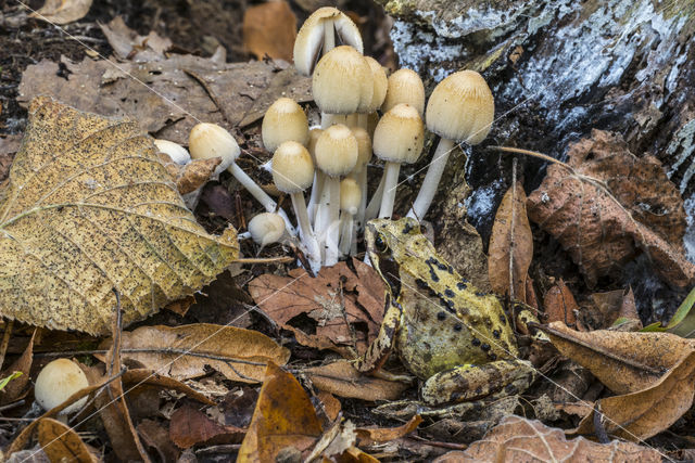 Bruine kikker (Rana temporaria)