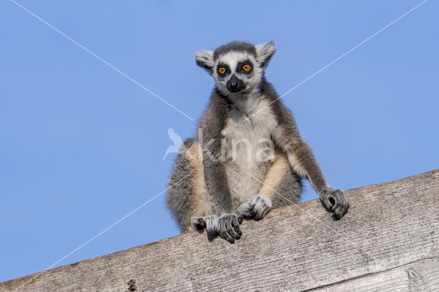 Ringstaartmaki (Lemur catta)