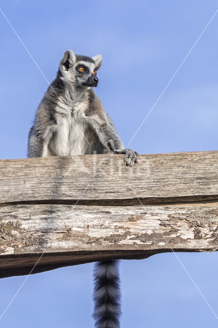 ring-tailed lemur (Lemur catta)