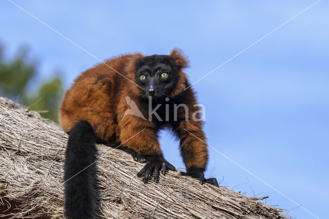 Rode vari (Varecia rubra)