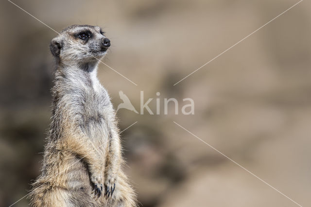 Meerkat (Suricata suricatta)