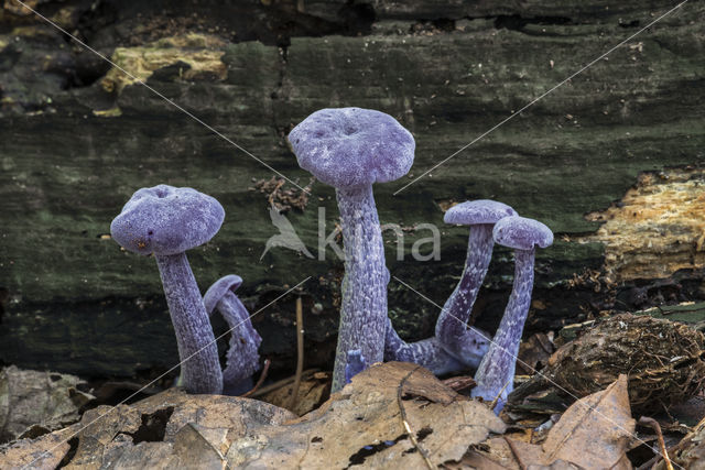 Amethyst Deceiver (Laccaria amethystina)