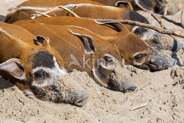 red river hog (Potamochoerus porcus)