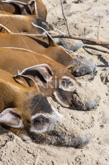 red river hog (Potamochoerus porcus)