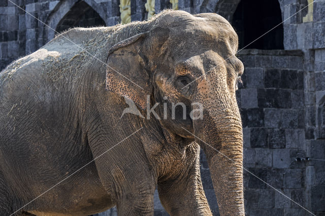 Asian elephant (Elephas maximus)